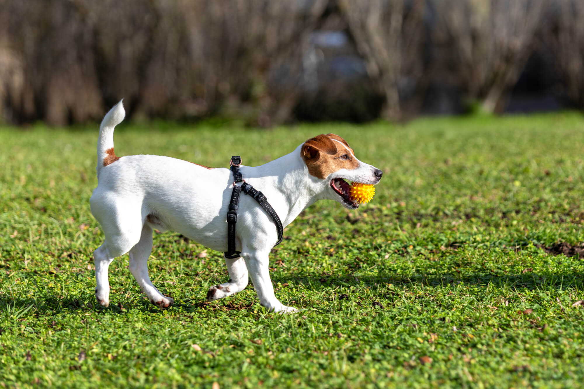 おしゃれな犬用ハーネスを選ぶときの基本ポイント